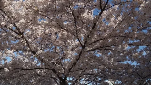 A Beautiful Cherry Blossom Tree is in Full Bloom Beneath a Clear Blue Sky Vidéo 291638086