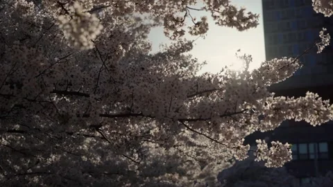 A Beautiful Cherry Blossom Tree is in Full Bloom Beneath a Clear Blue Sky 스톡 동영상 303791465