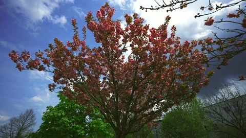 Beautiful cherry blossom tree in full bloom with pink flowers against blue sky Stock-Footage 329440376