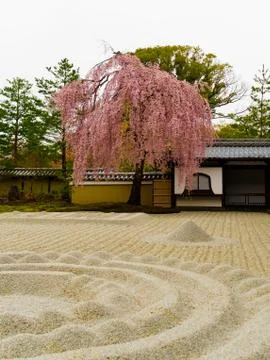 Beautiful cherry blossom tree inside of a garden with a white sand in the Stock-Fotos