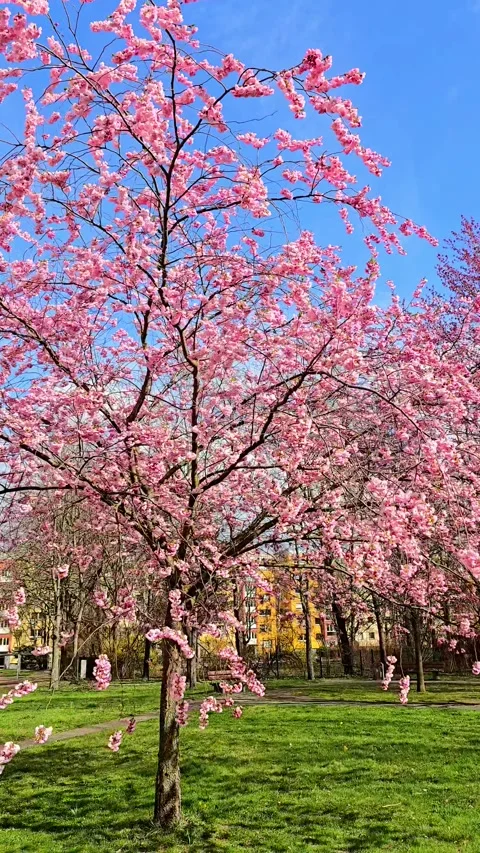 Beautiful cherry blossom tree with pink flowers in a city park Stock Footage 331610697