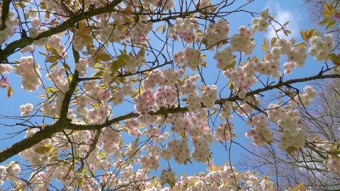 Beautiful cherry blossom tree in the spring season Stock Footage 79787002