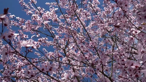 Beautiful Cherry Blossom Tree. Springtime. Video stock 153837957