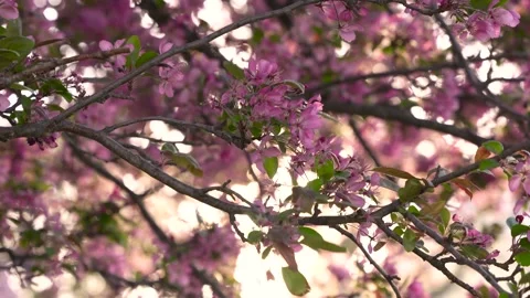 Beautiful Cherry Blossom Tree in Washington DC. Close Up on Tree With Pink .. Stock Footage 336593199