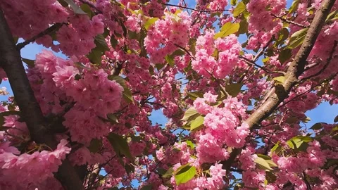 Beautiful cherry blossom trees bloom with bright pink flowers on a sunny spring  Stock Footage 337938825