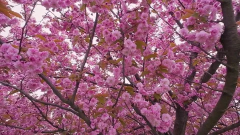 Beautiful cherry blossom trees bloom with pink flowers in the spring park.  Stock Footage 337940270