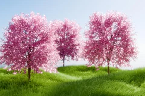Beautiful cherry blossom trees in bloom on a sunny day 스톡 일러스트