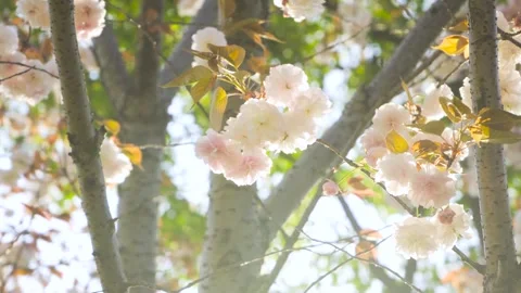 Beautiful Cherry Blossom Trees in Full Bloom Under Soft Spring Sunlight Stock Footage 341871909