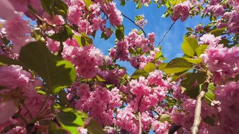Beautiful cherry blossoms bloom brightly against a clear blue sky. Stockbeeldmateriaal 337939415