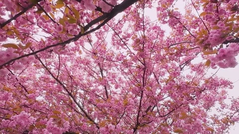 Beautiful cherry blossoms bloom in spring.  動画素材 337939925