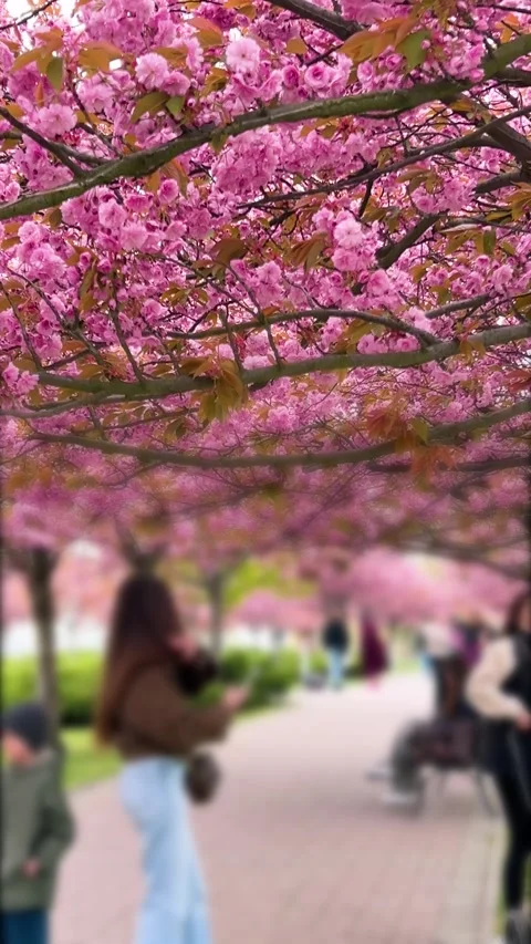 Beautiful cherry blossoms bloom in spring park as tourists walk below. Stock Footage 338242510