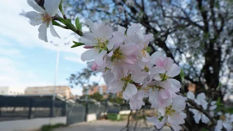 Beautiful cherry blossoms bloom in springtime park setting with a lively ba.. Stock Footage 321605771