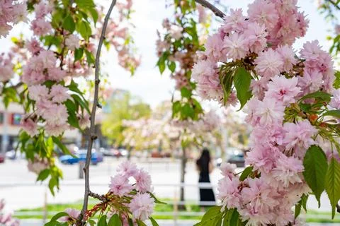 Beautiful cherry blossoms bloom in springtime park setting Stock Photos