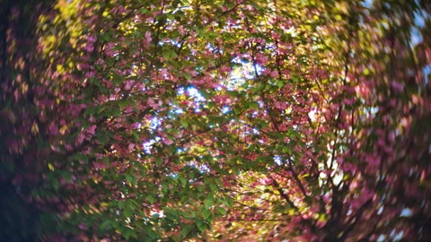 Beautiful cherry blossoms bloom under the bright spring sunlight.  Stock Footage 337137455