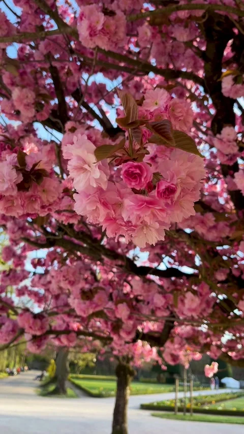 Beautiful Cherry Blossoms Blooming in Springtime Park Showcasing Vibrant Pink Stock Footage 306593112