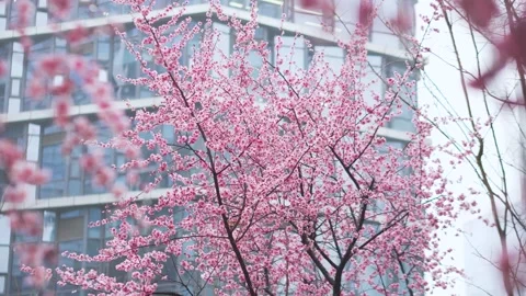 Beautiful Cherry Blossoms Blooming in Springtime with Modern Building Background 库存影片 342330612