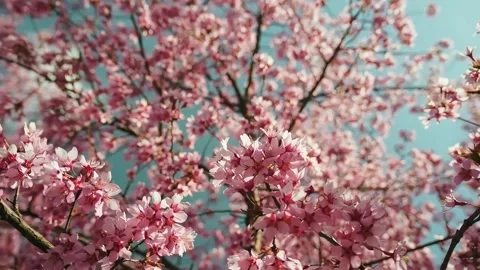 Beautiful Cherry Blossoms Blooming on Tree Branches During a Sunny Spring Day Stock Footage 342022458
