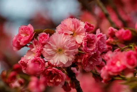 Beautiful cherry blossoms in delicate pink colors. Charming springtime moment Stock Photos