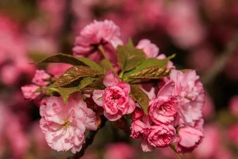 Beautiful cherry blossoms in delicate pink colors. Charming springtime moment Stock Photos
