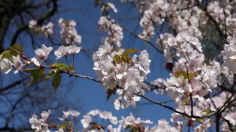 Beautiful Cherry Blossoms with a flying bumblebee Stock Footage 50831569