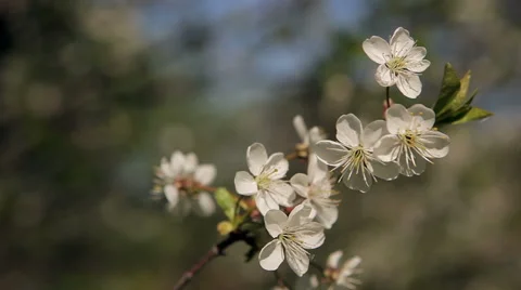 Beautiful cherry blossoms Stock Footage 50394004