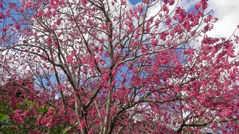Beautiful cherry blossoms Stock Footage 91278886