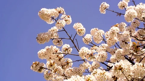 Beautiful Cherry Blossoms in Full Bloom with a Blue Sky in Kyoto, Japan - 4K Stock Footage 106721326