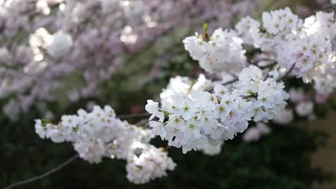 Beautiful Cherry Blossoms in Full Bloom for Spring Season Stock Footage 270186385