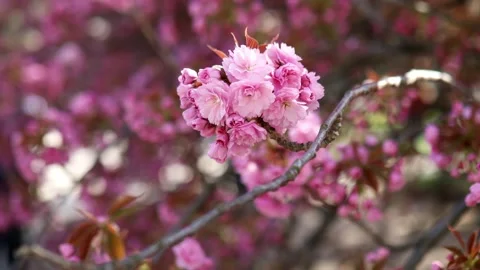 Beautiful cherry blossoms in full bloom in Paris, France Stock Footage 290205692