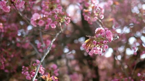 Beautiful cherry blossoms in full bloom in Paris, France Stock Footage 290205793
