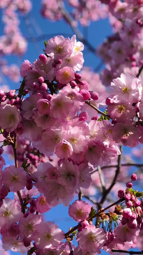 Beautiful Cherry Blossoms in Full Bloom with Pink Petals and Soft Bokeh Stock Footage 305779993