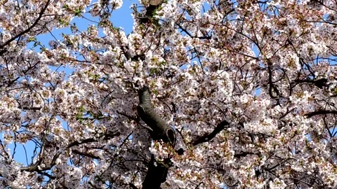 Beautiful cherry blossoms in full bloom Stock Footage 335976668