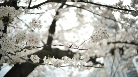Beautiful Cherry Blossoms in Japan – Springtime Sakura Scenery Stock Footage 314909391