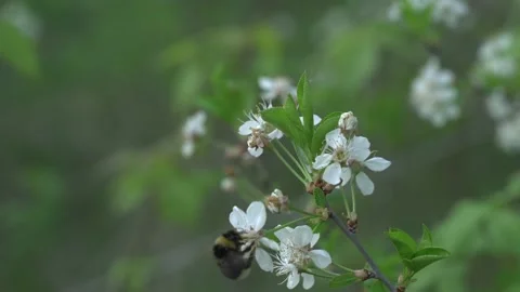 Beautiful cherry blossoms Sakura in spring over blue, bumblebee pollinates cherr Stock Footage 130697243