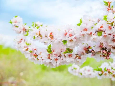 Beautiful cherry blossoms in spring Stock Photos