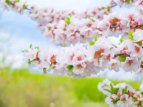 Beautiful cherry blossoms in spring Foto stock