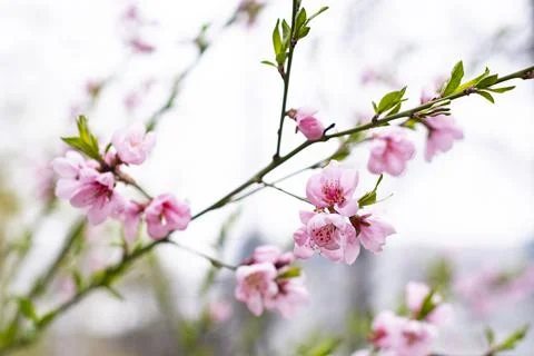 Beautiful cherry blossoms in spring Stock Photos