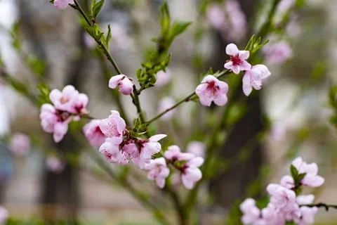 Beautiful cherry blossoms in spring Stock Photos