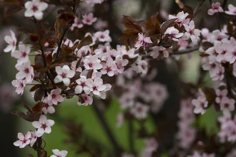 Beautiful cherry blossoms in spring Stock Photos