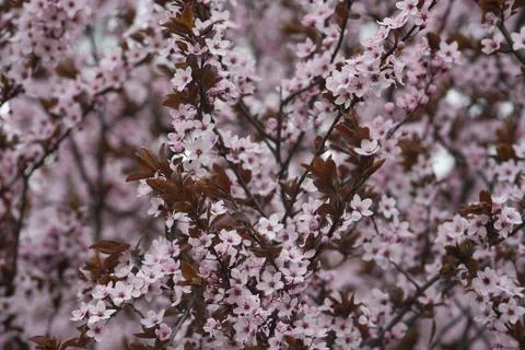 Beautiful cherry blossoms in spring Stock Photos