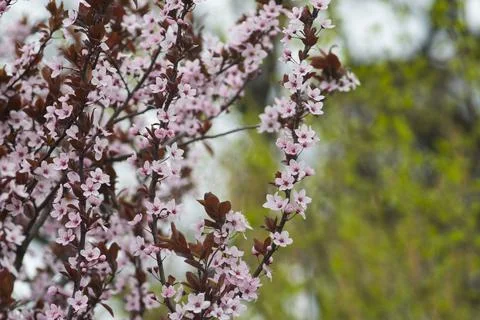 Beautiful cherry blossoms in spring Stock Photos
