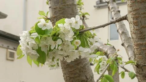 Beautiful cherry blossoms in the Spring Stock Photos