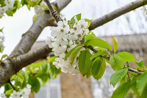 Beautiful cherry blossoms in the Spring Stock Photos