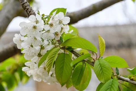 Beautiful cherry blossoms in the Spring Stock Photos