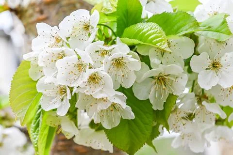 Beautiful cherry blossoms in the Spring Stock Photos