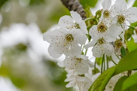 Beautiful cherry blossoms in the Spring Stock Photos