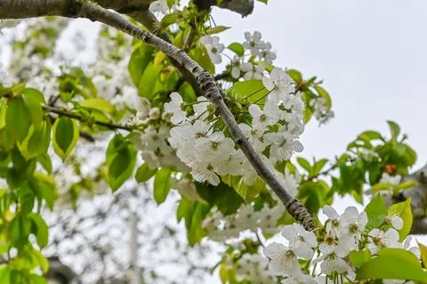 Beautiful cherry blossoms in the Spring Stock Photos