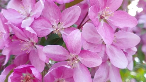 Beautiful cherry blossoms in spring. Pink flowers of Japanese cherry tree 스톡 동영상 130258924