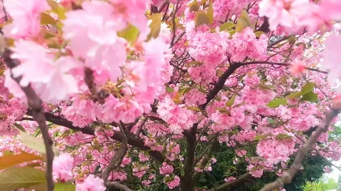 Beautiful cherry blossoms tree branch in spring Vídeo Stock 89619113