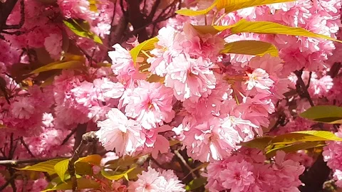 Beautiful cherry blossoms tree branch in spring I Vídeo Stock 89619290